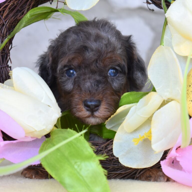 merle poodle puppy