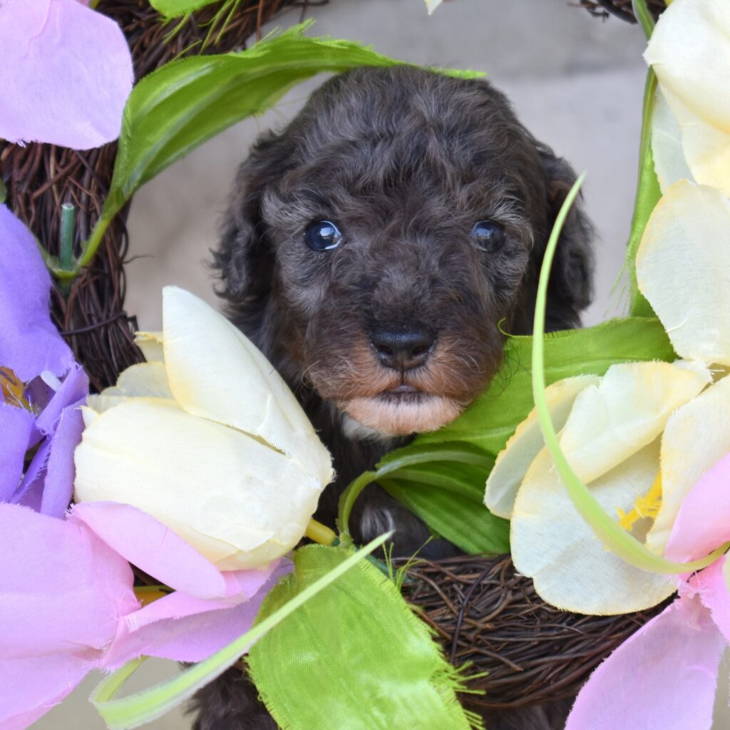 merle poodles