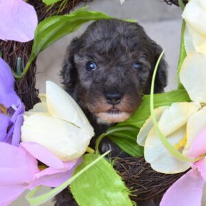 merle poodles