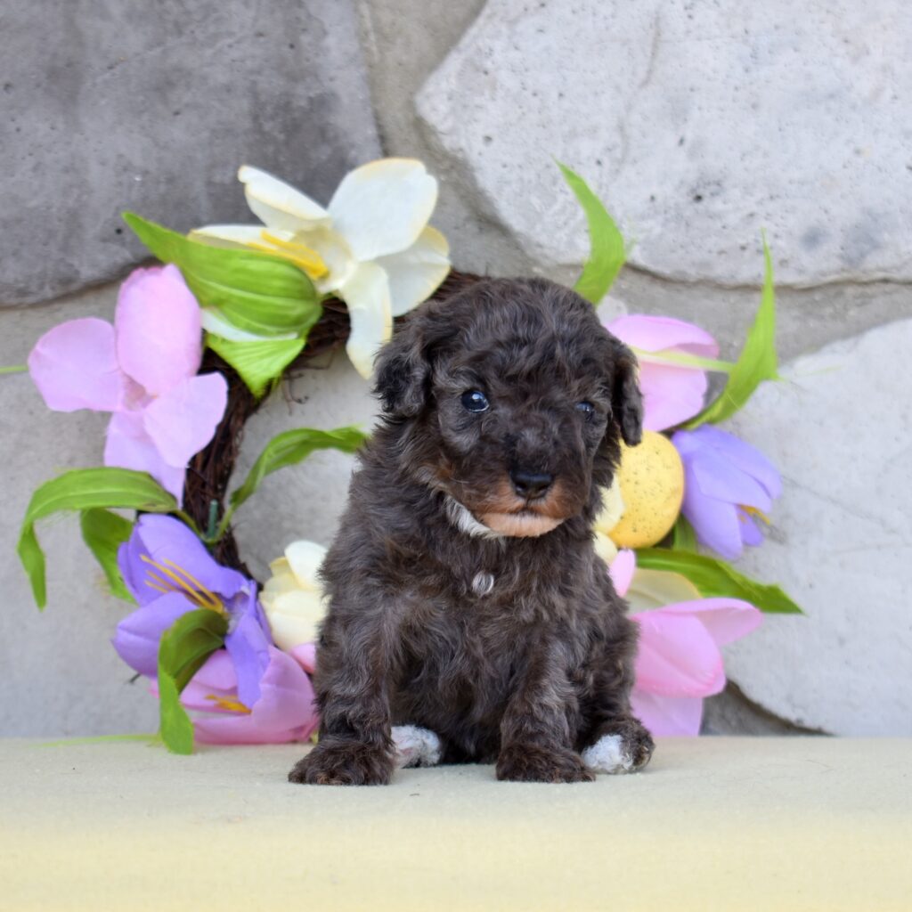 merle poodles breeders
