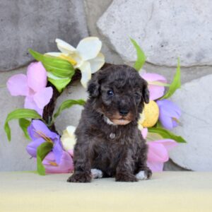 merle poodles breeders