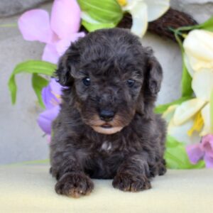 merle poodles for sale