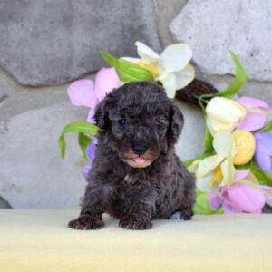 merle poodles for sale near me