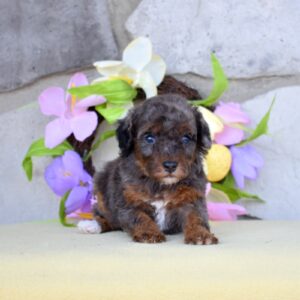 merle poodles for sale near me