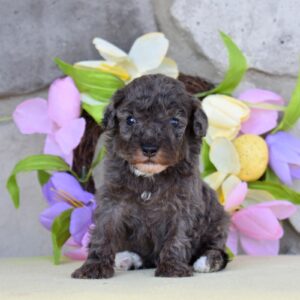 merle poodles near me