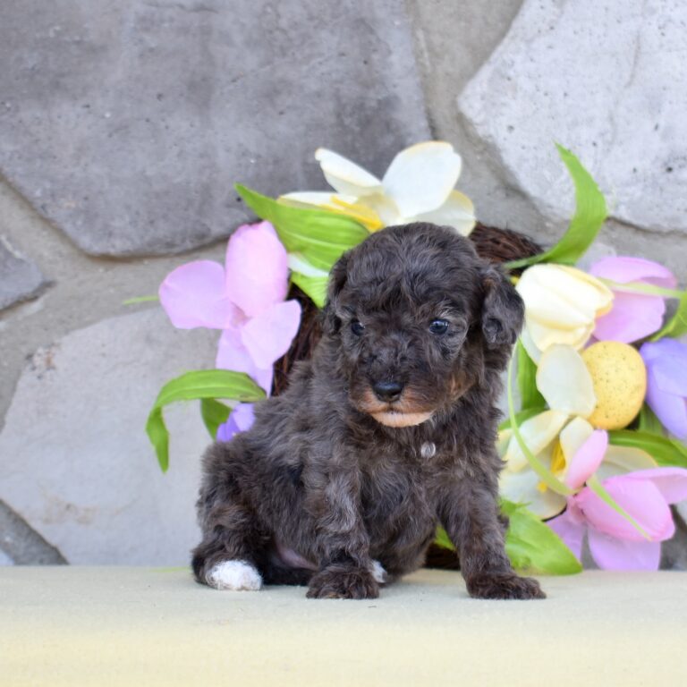 merle poodles villa crest puppies