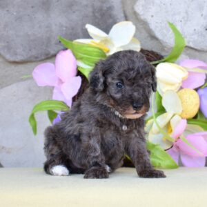 merle poodles villa crest puppies