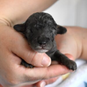 merle toy poodle