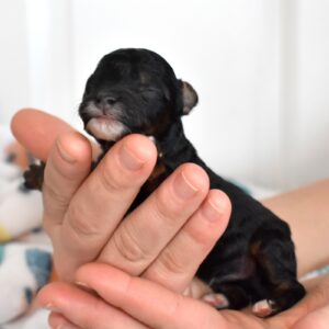mini black poodle