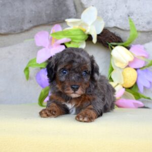 mini merle poodle