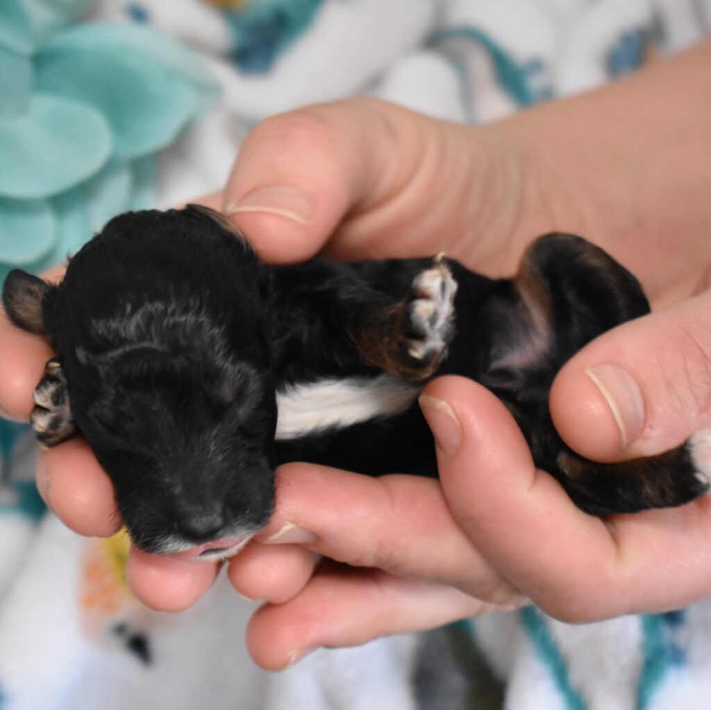mini poodle black and white