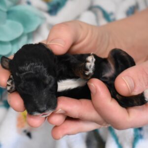 mini poodle black and white