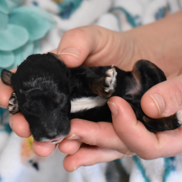 mini poodle black and white