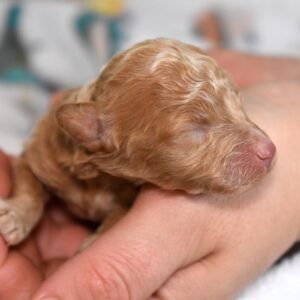 mini poodle for sale