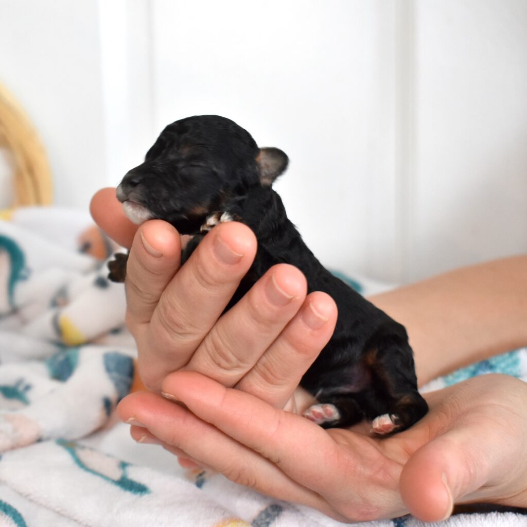 mini toy poodle black