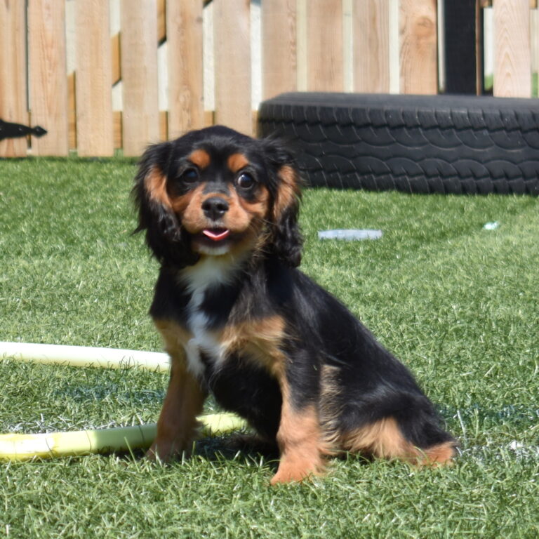 tri color cavalier breeder near me