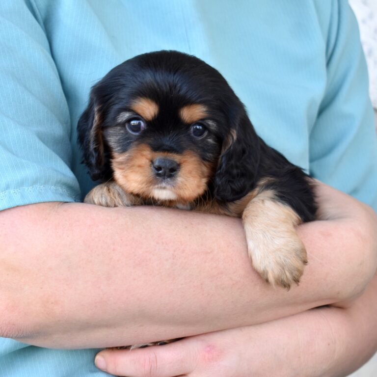 tri color cavalier for sale near me