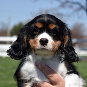 tri color cavalier puppy