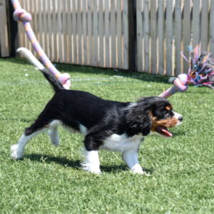 tri color cavalier puppy