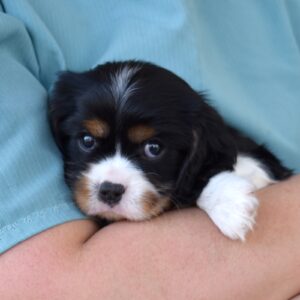 tri color cavalier puppy