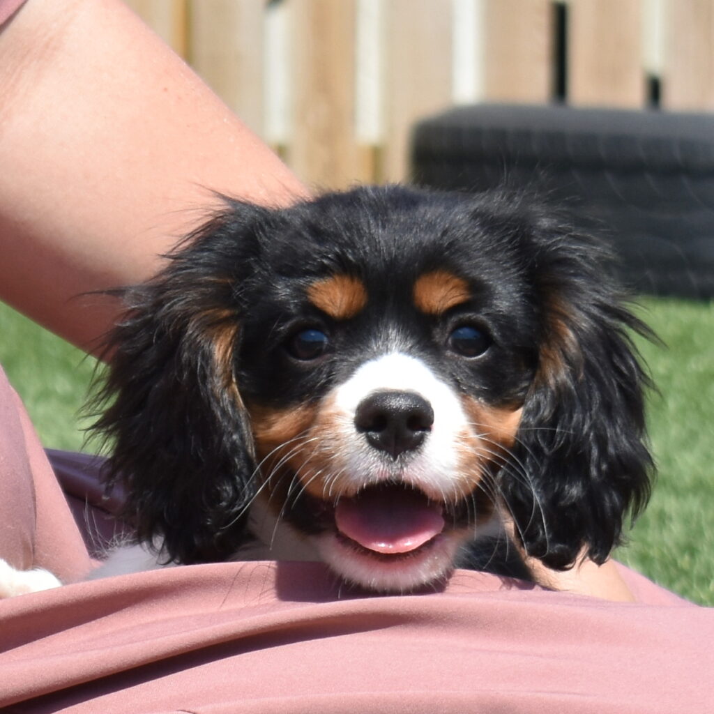 tri color cavalier puppy breeder