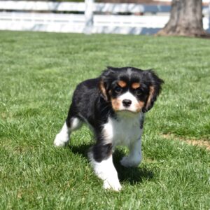 tri color cavalier puppy for sale