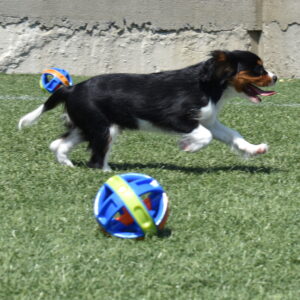tri color cavalier puppy for sale