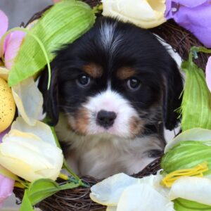 tri color cavalier puppy for sale