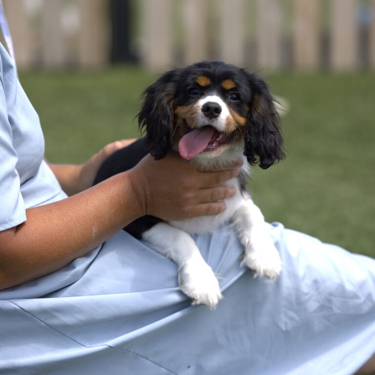 tri color cavalier puppy for sale