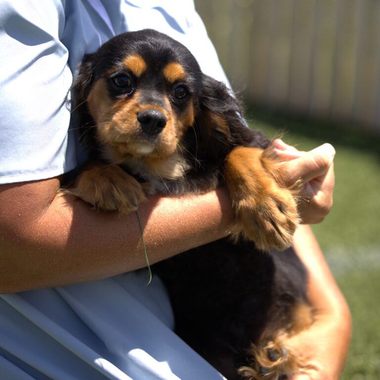 tri color cavalier puppy for sale