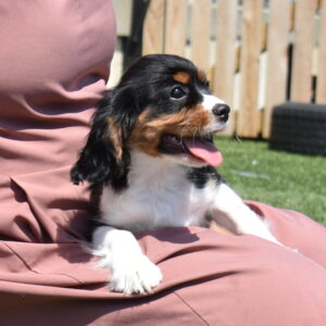 tri color cavalier puppy for sale lancaster