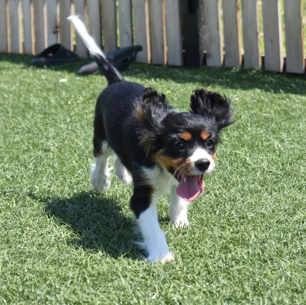 tri color cavalier puppy for sale near lancaster pa