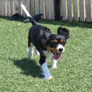 tri color cavalier puppy for sale near lancaster pa
