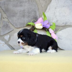 tri color cavalier puppy for sale near me