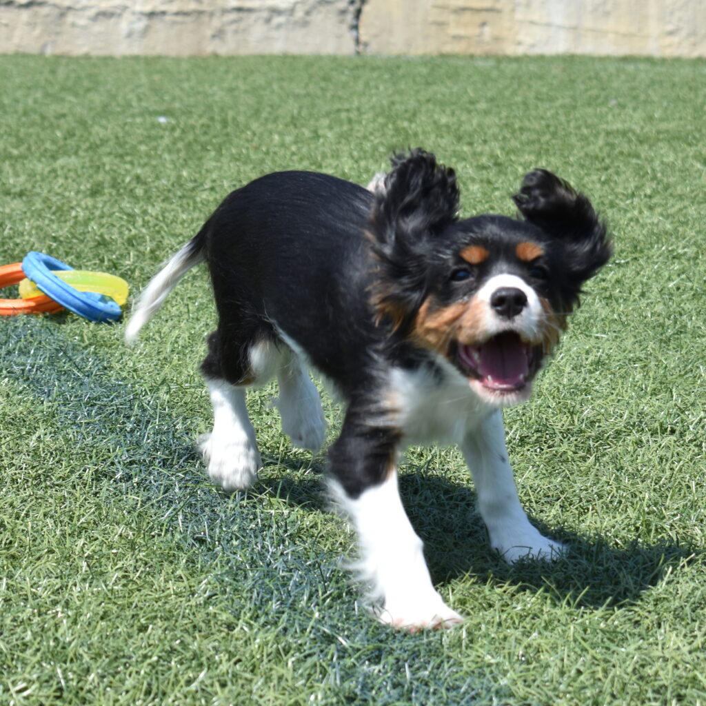 tri color cavalier puppy for sale near me