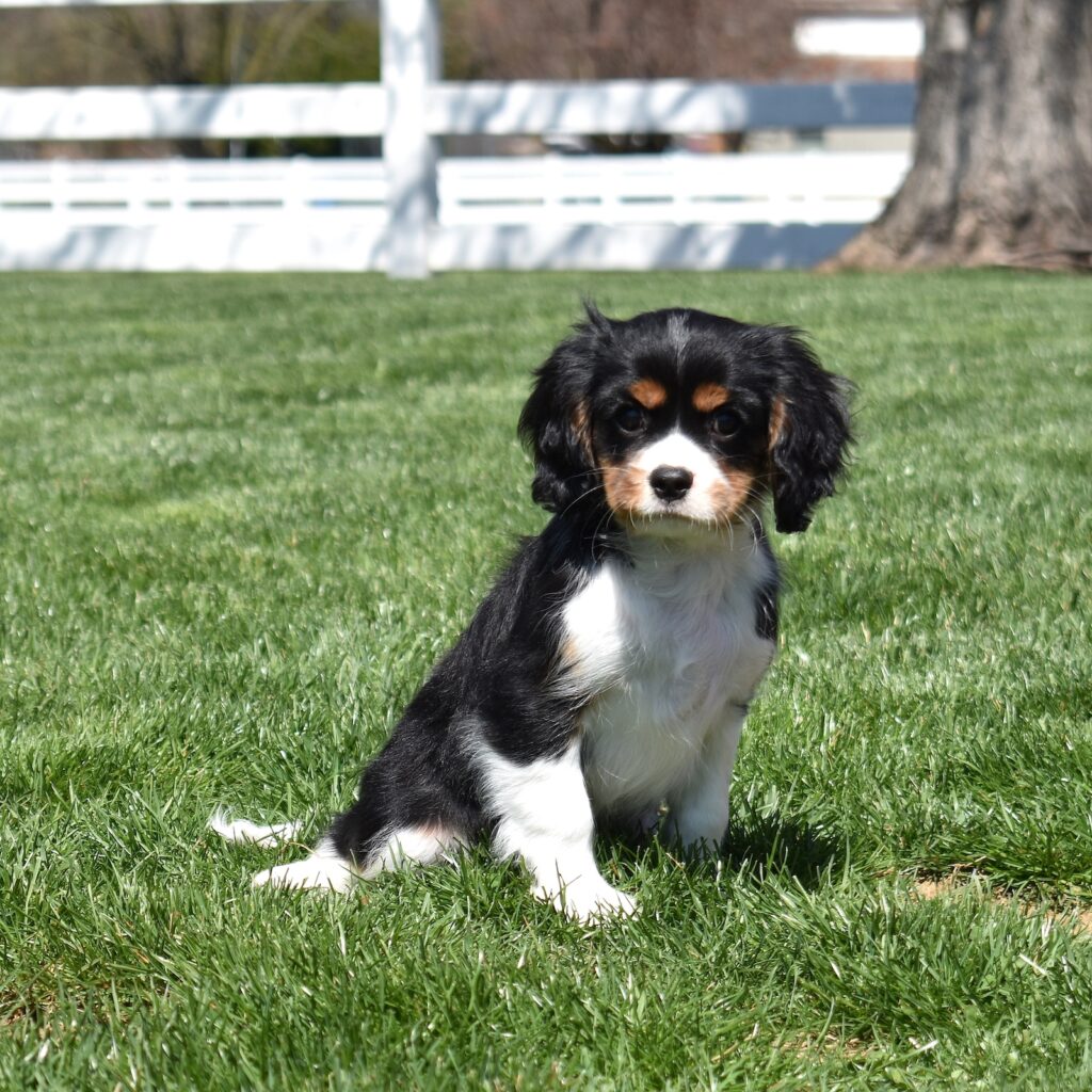 tri color cavalier puppy for sale near me