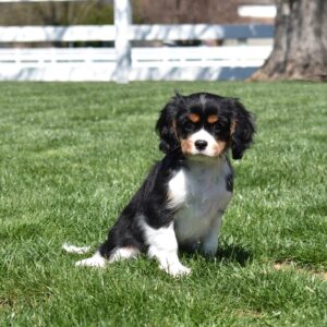 tri color cavalier puppy for sale near me