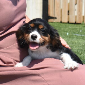 tri color cavalier puppy for sale pa