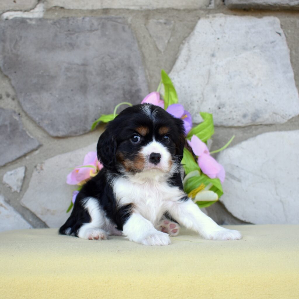 cavalier king charles spaniel colors