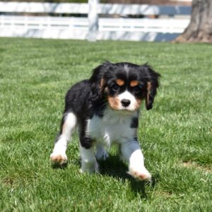 tri color cavalier puppy lancaster pa