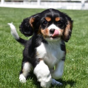 tri color cavalier puppy near me