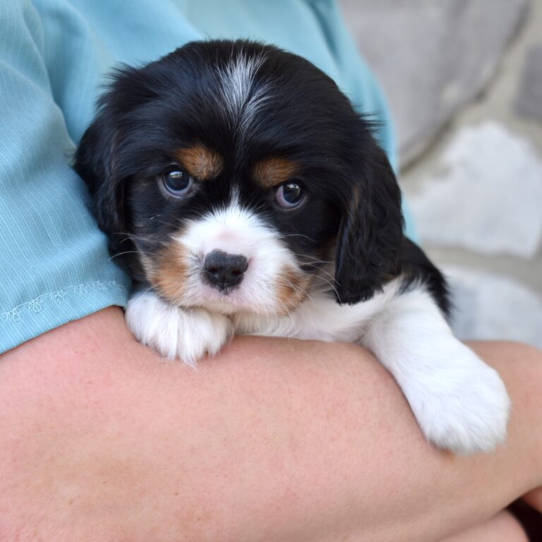 tri color cavalier puppy near me