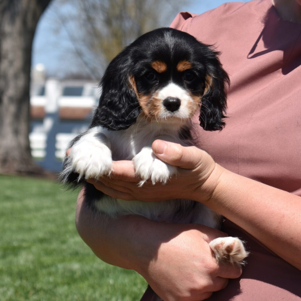 tri color cavalier puppy pa