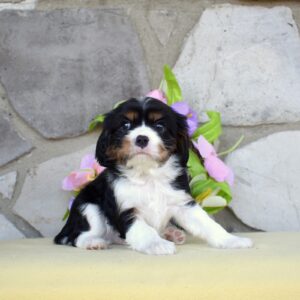 tri color cavalier puppy pa