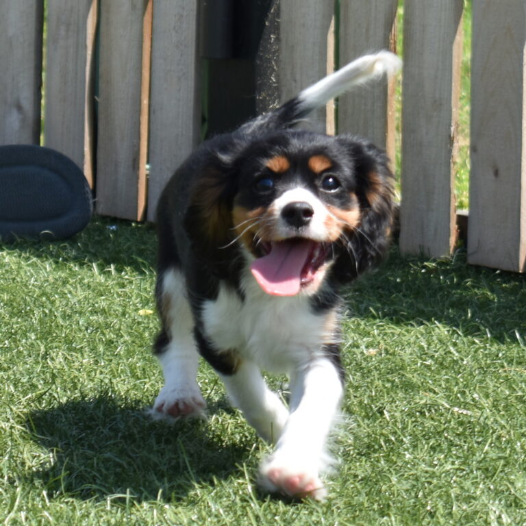 tri color cavalier puppy villa crest puppies