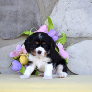 tri color cavalier puppy villa crest puppies