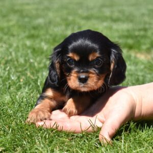 black and tan cavalier king charles for sale