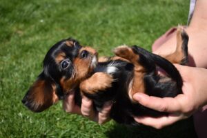 black and tan cavalier king charles for sale in pa