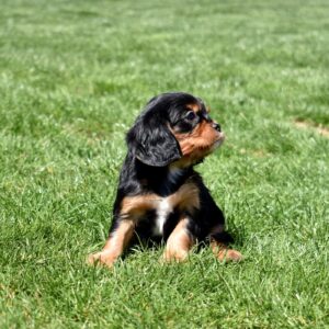 black and tan cavalier king charles for sale lancaster
