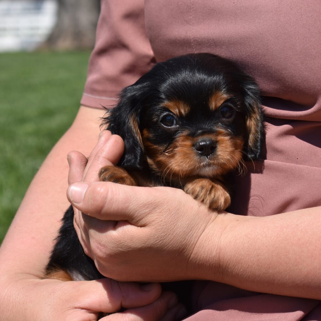 black and tan cavalier king charles for sale lancaster pa